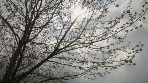 Sunlight Shining Through Tree Branches and Young Green Leaves Vídeo Stock 335522721