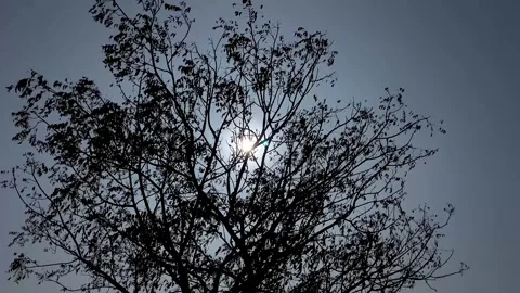 Sunlight Shining Through Tree Branches Against Clear Sky in Daylight. Stock Footage 338220570