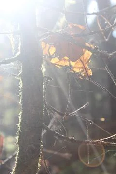 Sunlight Shining Through Tree Branches and Spider Web Foto stock