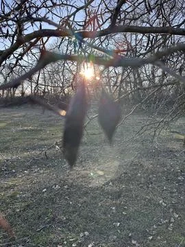 Sunlight Shining Through Tree Branches with Pods and Flare Stock-Fotos
