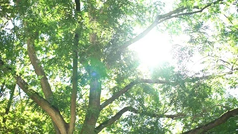 Sunlight shining through tree canopy Stock Footage 75202997