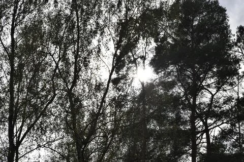 Sunlight shining through tree crowns in forest Stock Photos