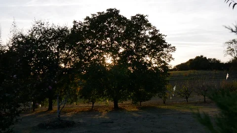 Sunlight shining through tree Stock Footage 96066918