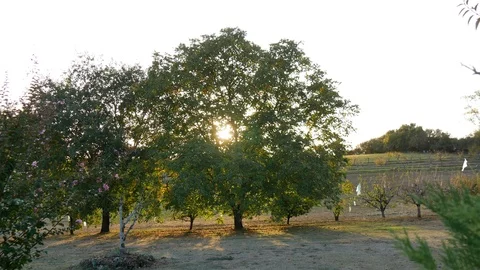Sunlight shining through tree Stock Footage 96066961