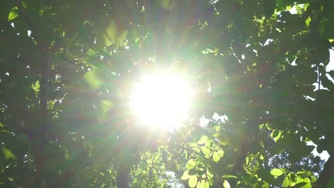Sunlight shining through tree in forest Stock Footage 83075577