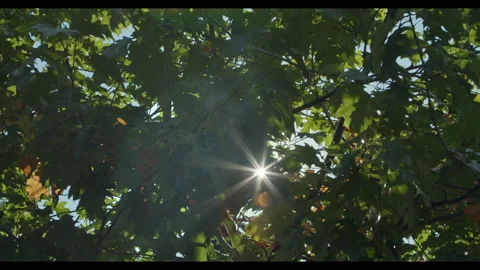 Sunlight Shining Through Tree Leaves 스톡 동영상 287341831
