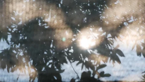 Sunlight Shining Through Tree Leaves Behind Shade Net Stock Footage 339238114