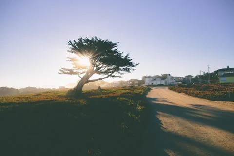 Sunlight Shining Through Tree Next to Dirt Path in Pacific Grove, California. Stock Photos