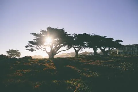 Sunlight Shining Through Tree Next to Ocean in Pacific Grove, California Fotos de archivo