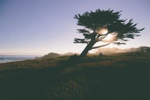 Sunlight Shining Through Tree Next to Ocean in Pacific Grove, California Stock Photos