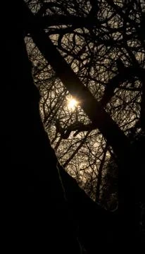 Sunlight shining through a tree Stock Photos