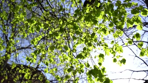 Sunlight shining through tree in the spring with green leaves Vídeo Stock 188327436