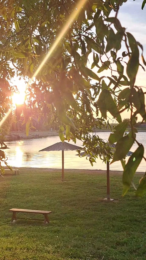 Sunlight Shining through Tree Top Video Video stock 251142456