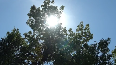 Sunlight shining through tree tops against blue sky 스톡 동영상 86894682