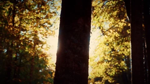 Sunlight shining through trees in autumn forest landscape Stock Footage 292788706