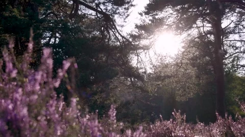 Sunlight shining through trees in a blooming heather field Stock Footage 315339621