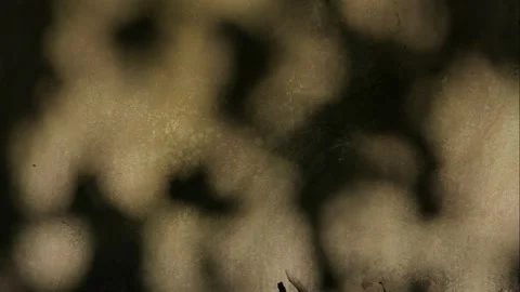 Sunlight shining through trees on a concrete wall. Video stock 311456377