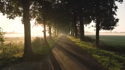 Sunlight shining through trees on countryside road Stock Footage 293158150