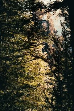 Sunlight shining through the trees in a dense and overgrown woodland. Stock Photos