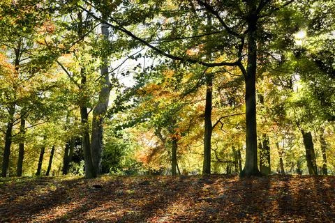 Sunlight shining through the trees in fall Stock Photos