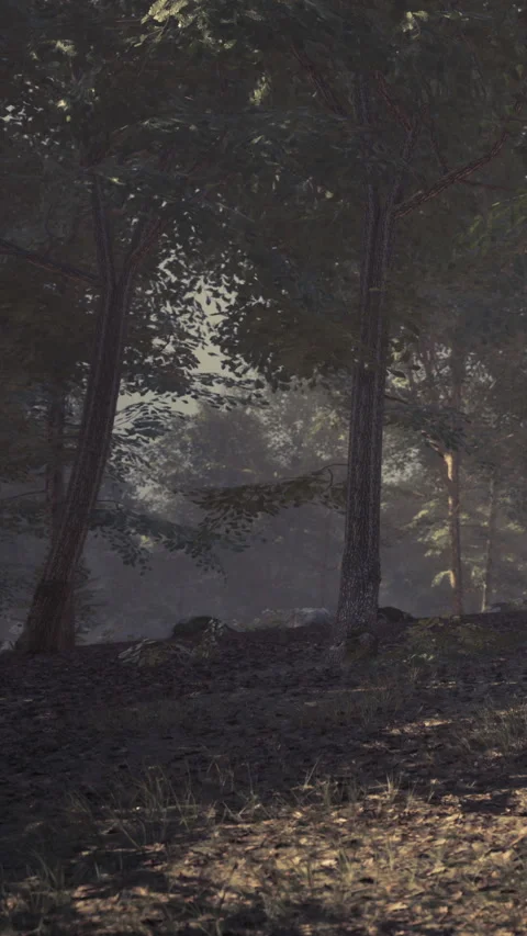 Sunlight shining through trees in a foggy forest during early morning Stock Footage 339038693