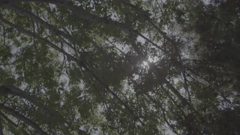 Sunlight Shining Through Trees Stock Footage 198933666