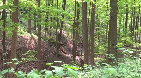 Sunlight shining through trees in forest nature scenic Stock Footage 50142640