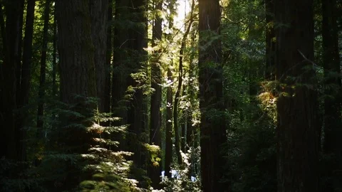 Sunlight shining through the trees in a forest. Stock Footage 88406837