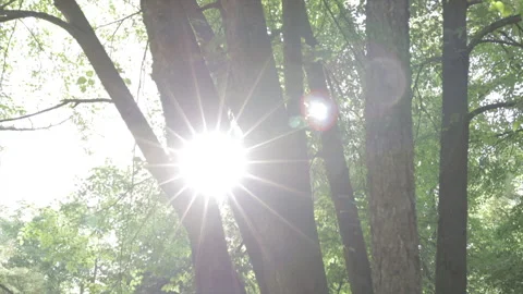Sunlight shining through the trees on the forest Video stock 157007696