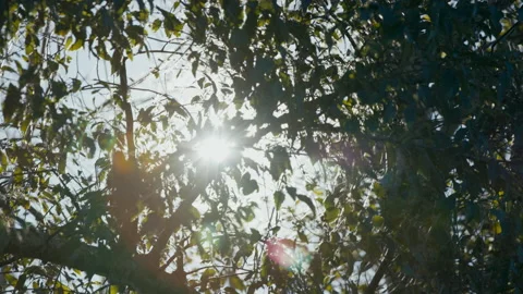 Sunlight Shining through trees in forest flaring Stock Footage 165493853