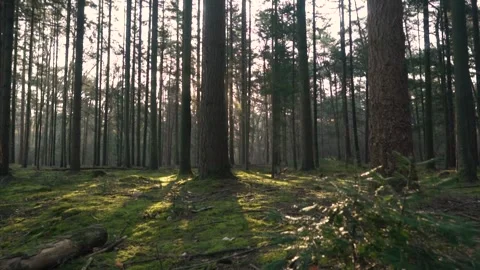 Sunlight shining through trees in the forest Stock Footage 293082201