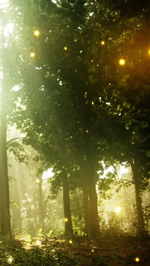 Sunlight shining through trees in a forest with glowing fireflies at dusk Stock Footage 338354550