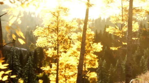 Sunlight shining through trees in a forest during fall season Stock Footage 339478731