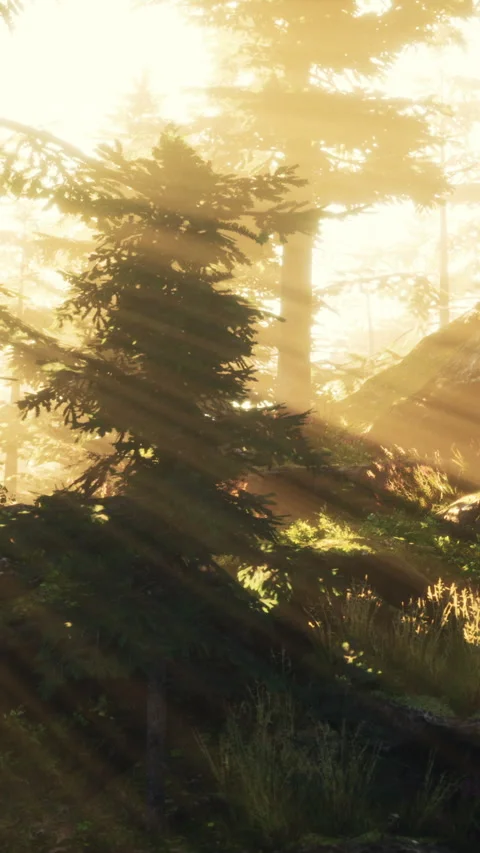 Sunlight shining through trees in a forest during early morning Stock Footage 343162452