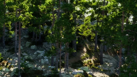 Sunlight shining through trees in a forest near rocky ground Stock Footage 344110541