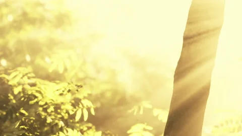 Sunlight shining through trees in a forest during the early morning Stock Footage 344869881