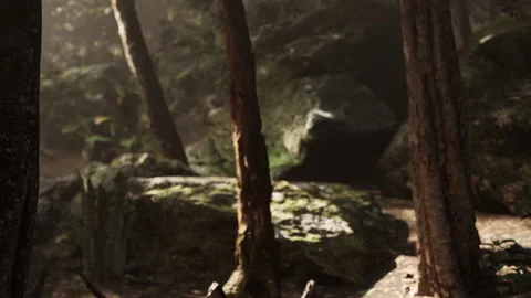 Sunlight shining through trees in a forest scene with rocks and sticks Stock Footage 345043878