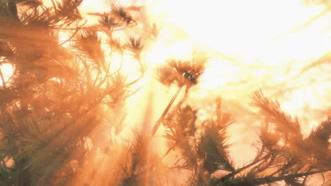 Sunlight shining through trees in a forest during early morning hours Stock Footage 345047484