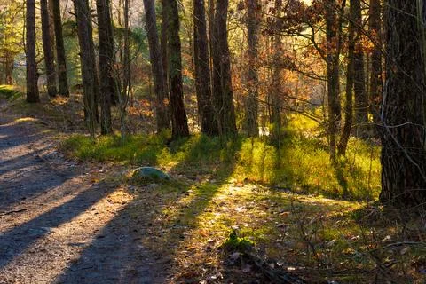 Sunlight shining through trees in a forest in the fall Stock Photos