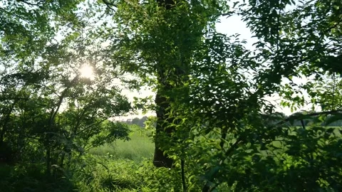 Sunlight shining through trees in green field Stock Footage 293943755