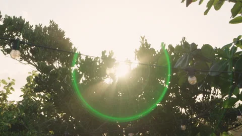 Sunlight Shining Through Trees with Lens Flare Stock Footage 314290838