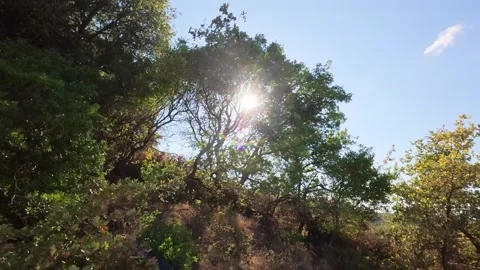 Sunlight Shining Through Trees in Mediterranean Forest Stock Footage 321533440