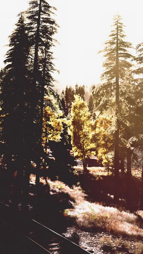 Sunlight shining through trees near train tracks in a wooded area Stock Footage 341979923