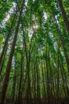 Sunlight shining through the trees Stock Photos