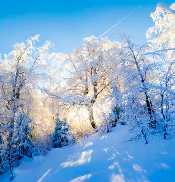 Sunlight shining through the trees Stock Photos