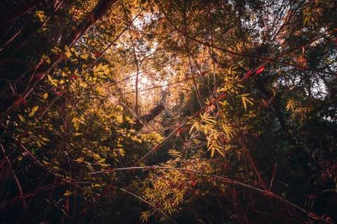 The sunlight shining through trees. Stock Photos