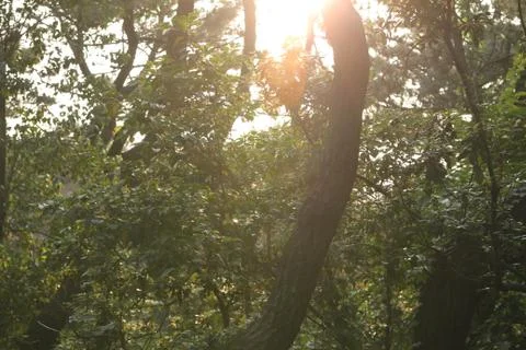 Sunlight Shining through Trees Stock Photos