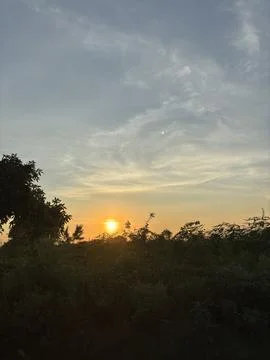 Sunlight Shining Through the Trees Stock Photos