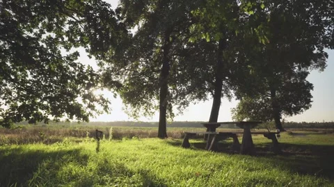 Sunlight shining through trees on picnic table Stock-Footage 292924284