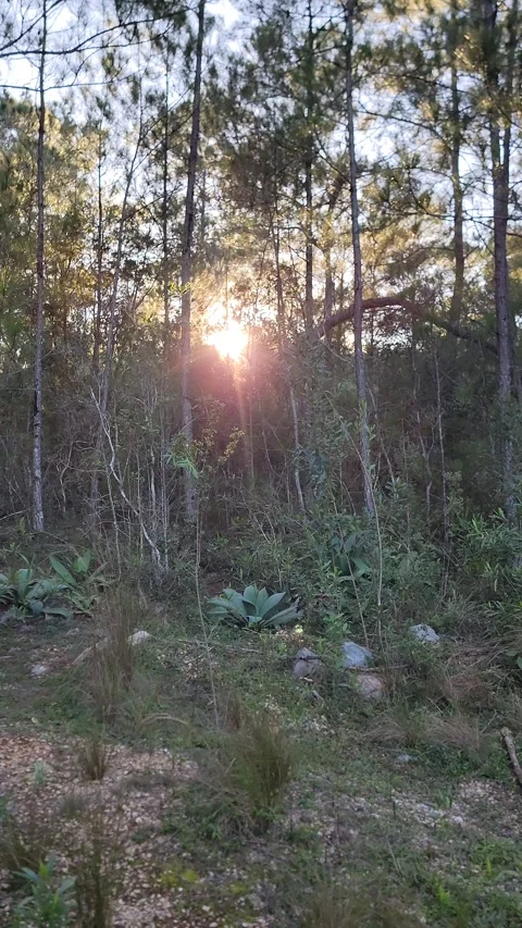 Sunlight shining through the trees the pine forest with natural lens flares 4K 스톡 동영상 329075413